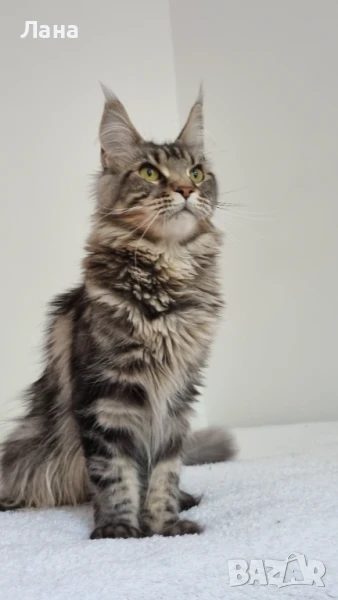 Мейн кун коте, снимка 1