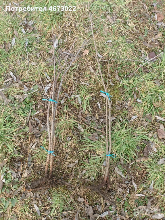 Продавам дръвчета от синя слива и вишна-череша , снимка 1