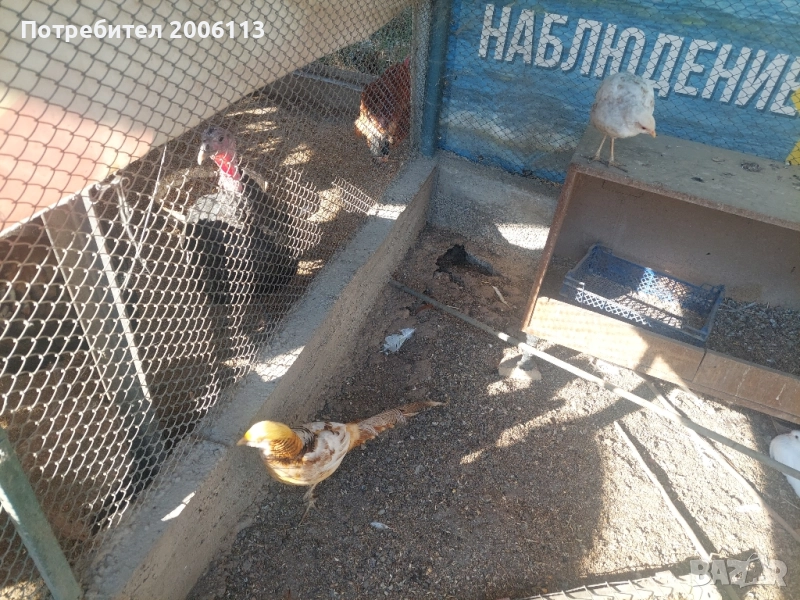 Диамантени и жълтозлатни праскова фазани, снимка 1