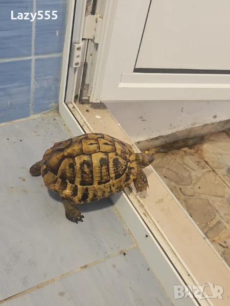 Продавам костенурка, снимка 1