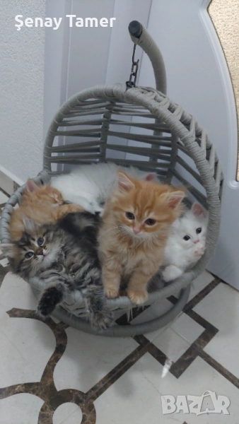 Сибирски котенца, снимка 1