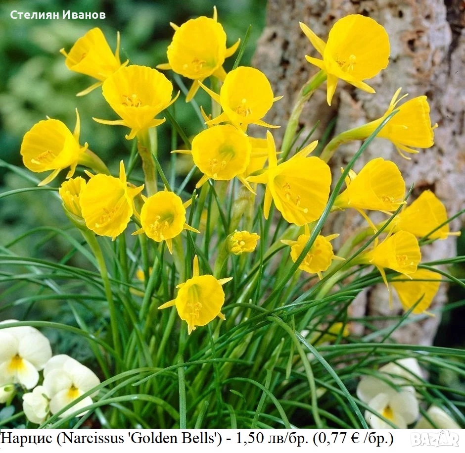 Нарцис (Narcissus 'Golden Bells') - луковици, снимка 1
