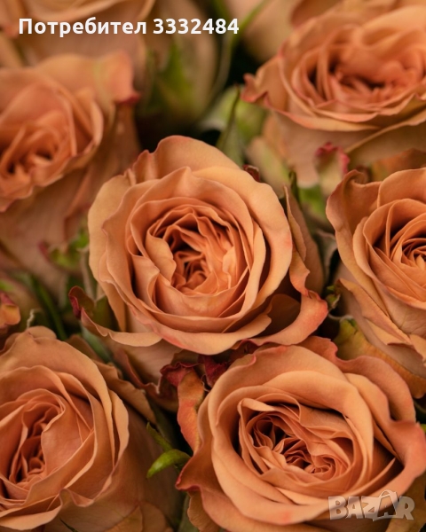 Роза 28, снимка 1