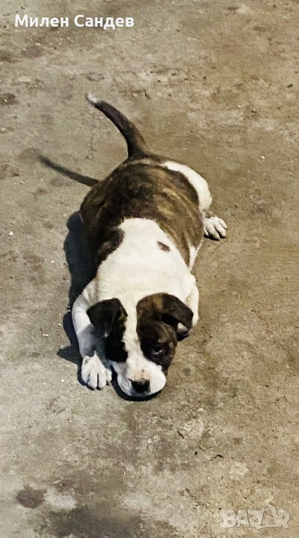 Последни две женски питбулчета 65 дни, снимка 1