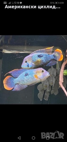 Еквиденс ривулатус, снимка 1