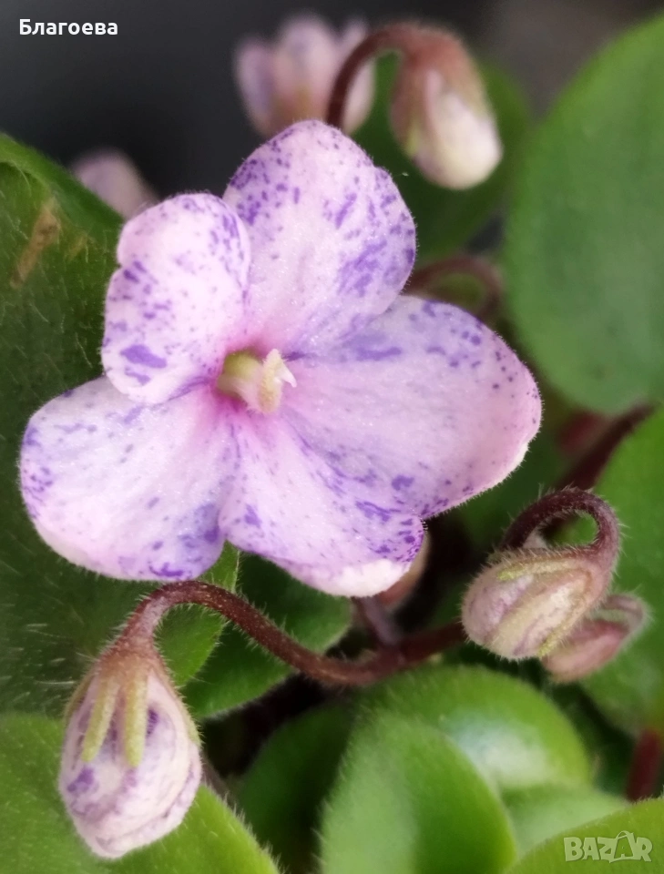 Теменужка , снимка 1