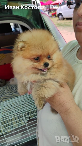 Продавам малки померанчета,, снимка 1