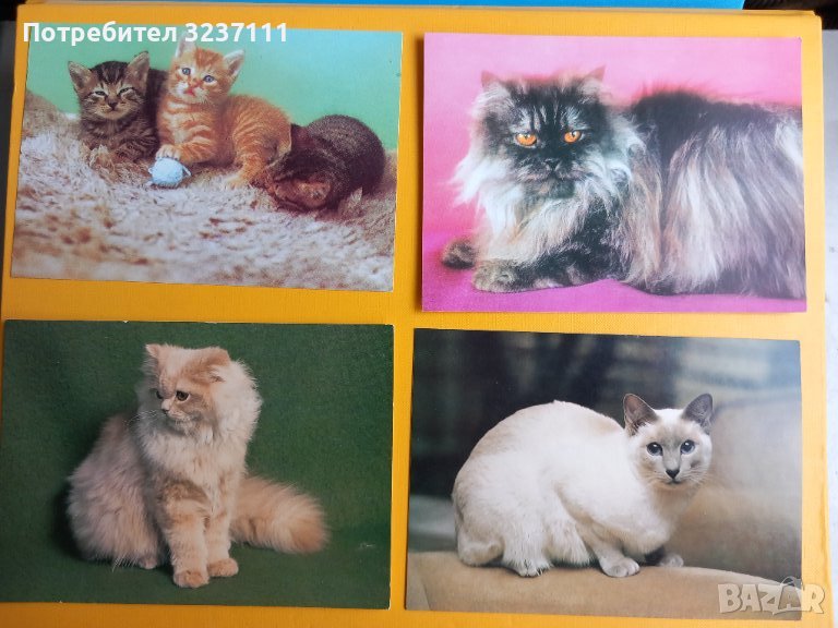 Картички Котки - лот 2, снимка 1