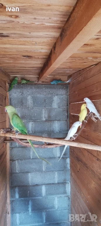 Малък Александър , снимка 1