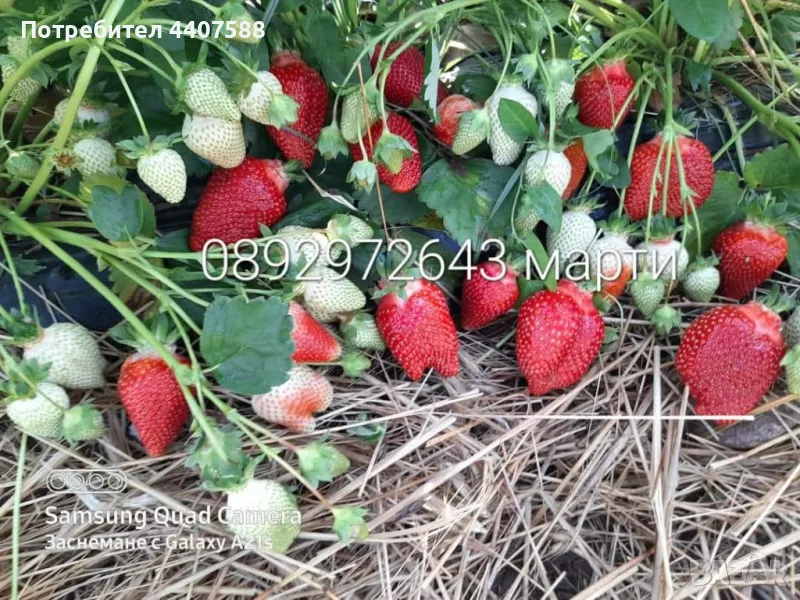 Разсад ягоди , снимка 1