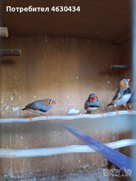 Зеброви амадини (финки), снимка 1