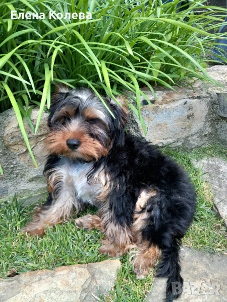 Бебе йорки ,момченце. , снимка 1