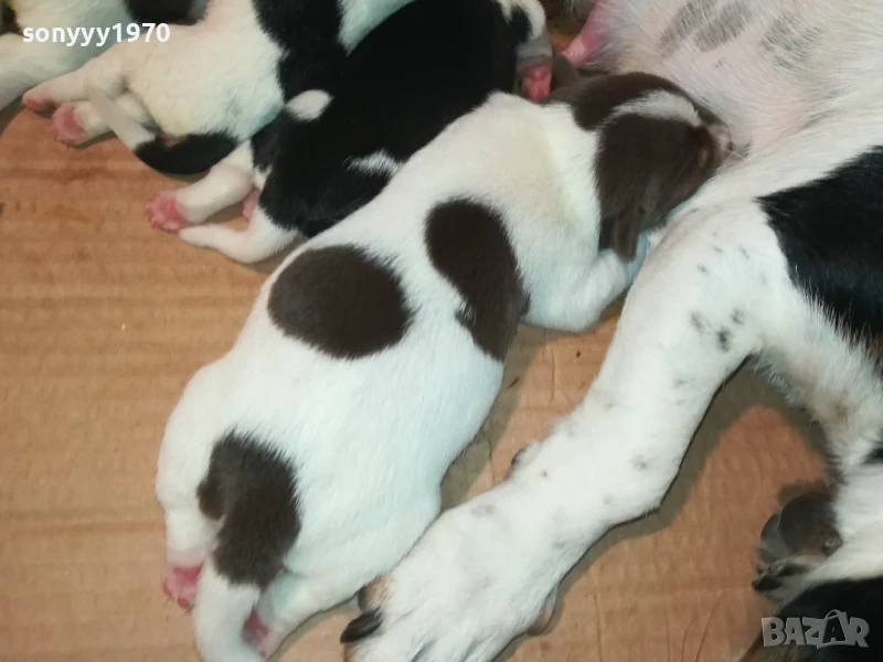 ДЖАК РЪСЕЛ 1808251737, снимка 1