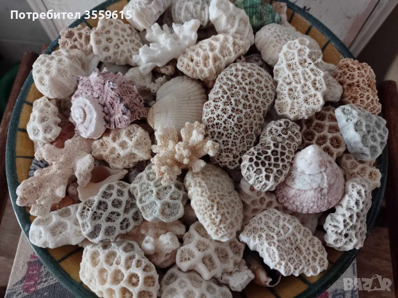 огромно разнообразие от екзотични корали от Малдивите, снимка 1