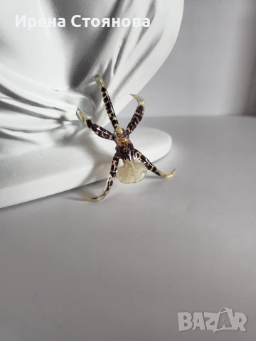 Брошки с естествен цвят на орхидея. , снимка 8 - Други - 53738187