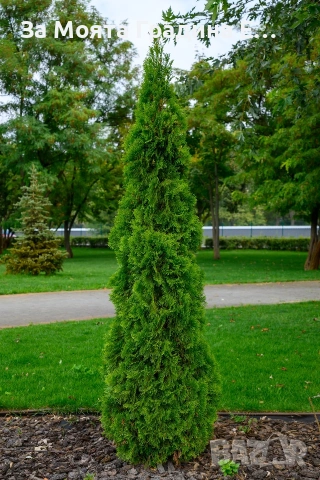 Туя - Фестигиата , снимка 8 - Градински цветя и растения - 53634092