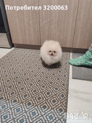 Померан мини мъжко , снимка 1