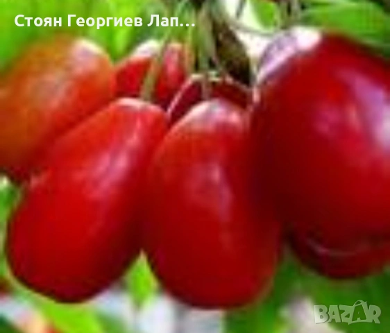 дръвчета едроплоден дрян, снимка 2 - Градински цветя и растения - 53207616