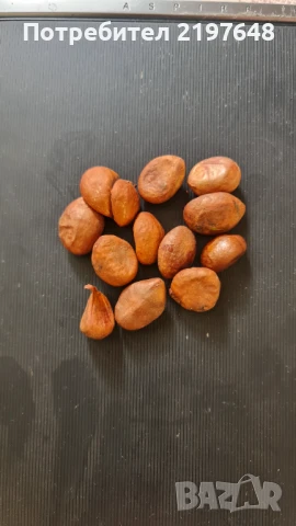 Семена японска мушмула, снимка 1