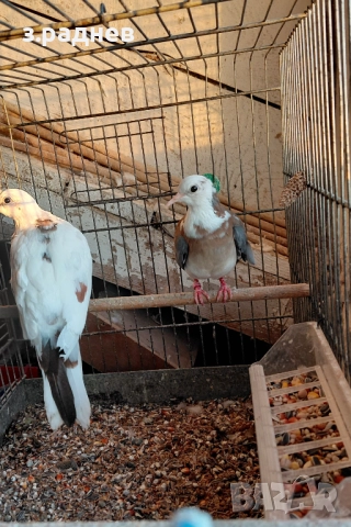 Сенигалски мутация, снимка 3 - Папагали - 52913536