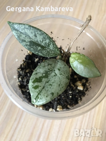 Hoya Wilbur Graves 