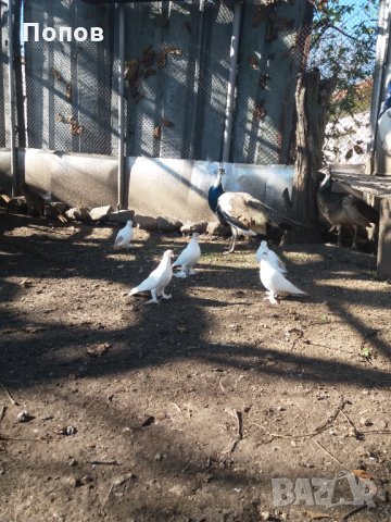 Продавам жълти кепета, снимка 3 - Гълъби - 34634779