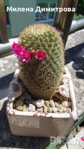 Кактус Мамилария, снимка 4 - Стайни растения - 50819984