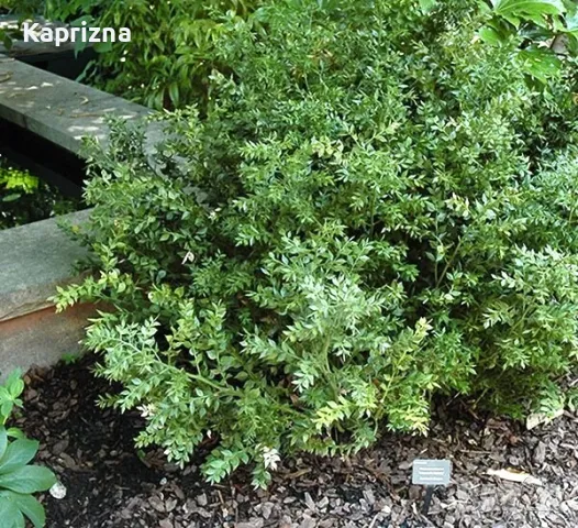 Бодлив залист, снимка 3 - Градински цветя и растения - 50393938