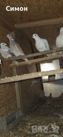 Гугутки скумрийки, снимка 12 - Гълъби - 52967544