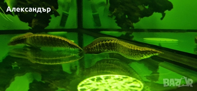 macrognathus taeniagaster 2 бр.