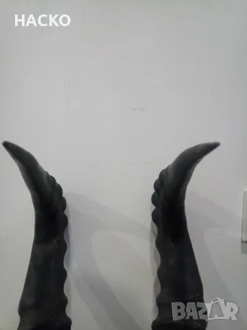 Уникален Трофей Рога с Черап от Антилопа Сейбъл 100% Автентичен, снимка 13 - Други - 48290351