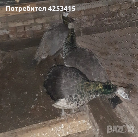 Продавам паунчета на 9 месеца , снимка 3 - други­ - 52271846