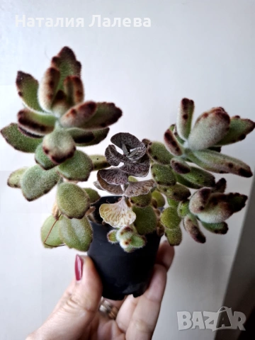 Каланхое, kalanchoe tomentosa, kalanchoe rombophilosa