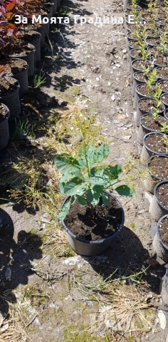 Смрадлика - Зелена , снимка 3 - Градински цветя и растения - 53635752