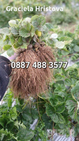 Продавам разсад ягоди , снимка 5 - Сортови семена и луковици - 53615558