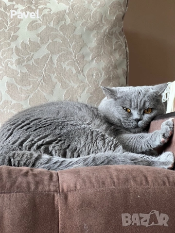 Благороден син британец търси подходяща дама, снимка 2 - Търси партньор - 46957445