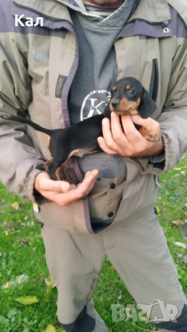 Дакел,дакелчета, снимка 2 - Дакели - 52122647