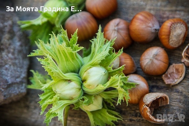 Лешник 2 сорта