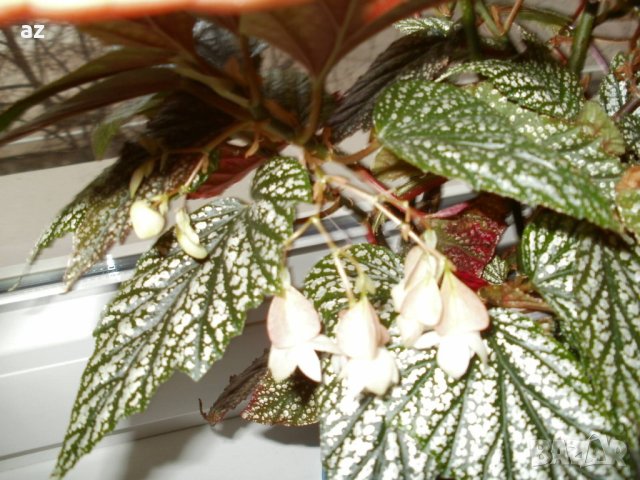 Бегония тамая, снимка 9 - Стайни растения - 41976231