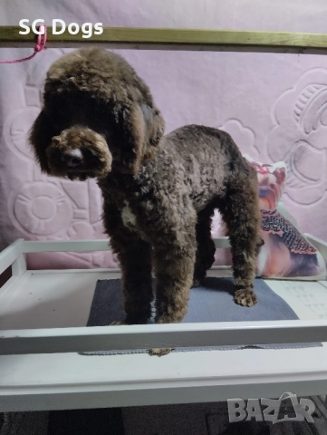 Пудел , снимка 10 - Пудели - 52496562