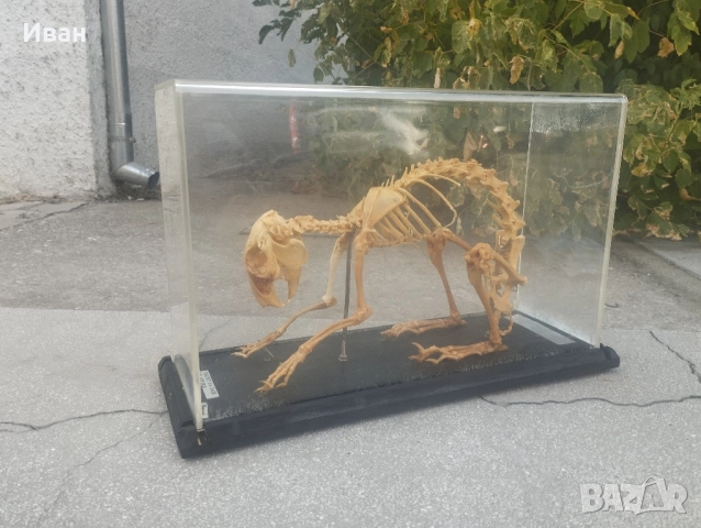 Соц Скелет на заек 