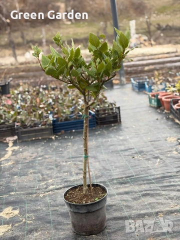 Дафинов Лист (щамбова форма ), снимка 2 - Градински цветя и растения - 53803922