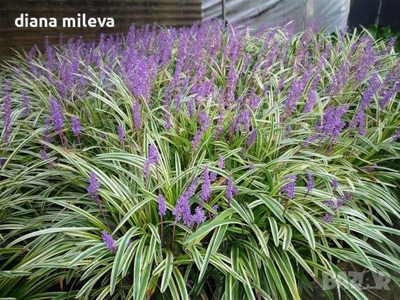 Лириопе Мускари, Liriope muscari 'Variegata', снимка 5 - Градински цветя и растения - 51899094