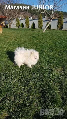 момиче, снимка 1