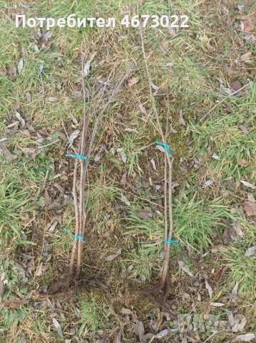 Продавам дръвчета от синя слива и вишна-череша 