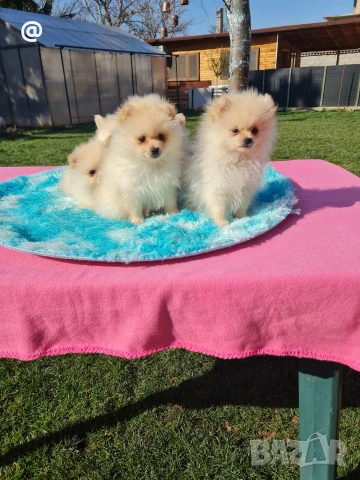 Померан померани Гр. София