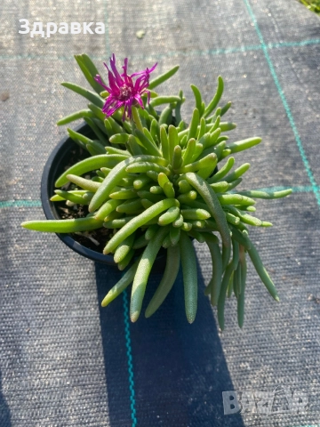 Делосперма 7 цвята , снимка 6 - Градински цветя и растения - 44407392