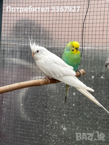 женска корела албинос