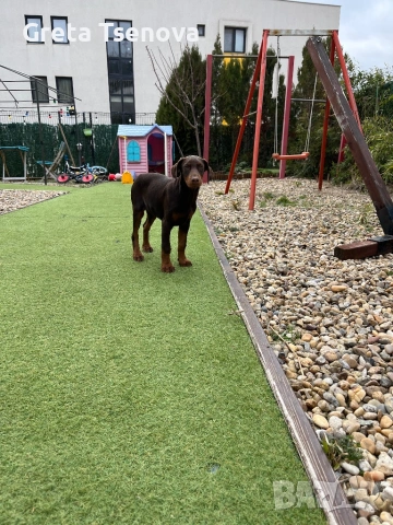 Чистокръвно кафяво доберманче, снимка 7 - Доберман - 53692541