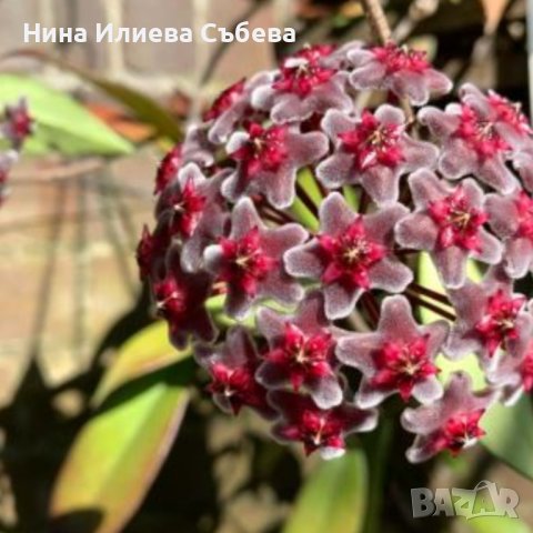 Хоя восъчно цвете Red Button 